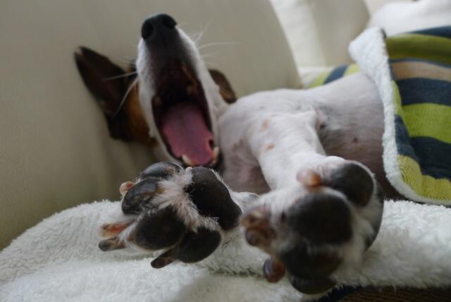 糸井 重里 ええ うちの 犬 こと ブイヨン は おんなこです Http T Co U8j3a8xmox Twitter