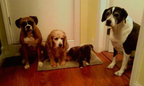 MegSilvis75's tweet image. I get to be home with my babies in less then 17 hours #2midterms #cantwaittogohome