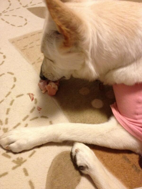 Raw Meaty Bones Jp Rawmeatybonesjp Twitter Raw Meaty Bones Jp Rawmeatybonesjp Twitter