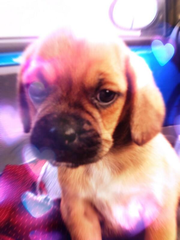 CardiffBikePolo's tweet photo. Bau - the latest member of the squad #polopuppy http://t.co/OHl1bWP99F