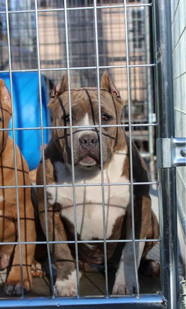 The Majestic Kennels MJKennels X