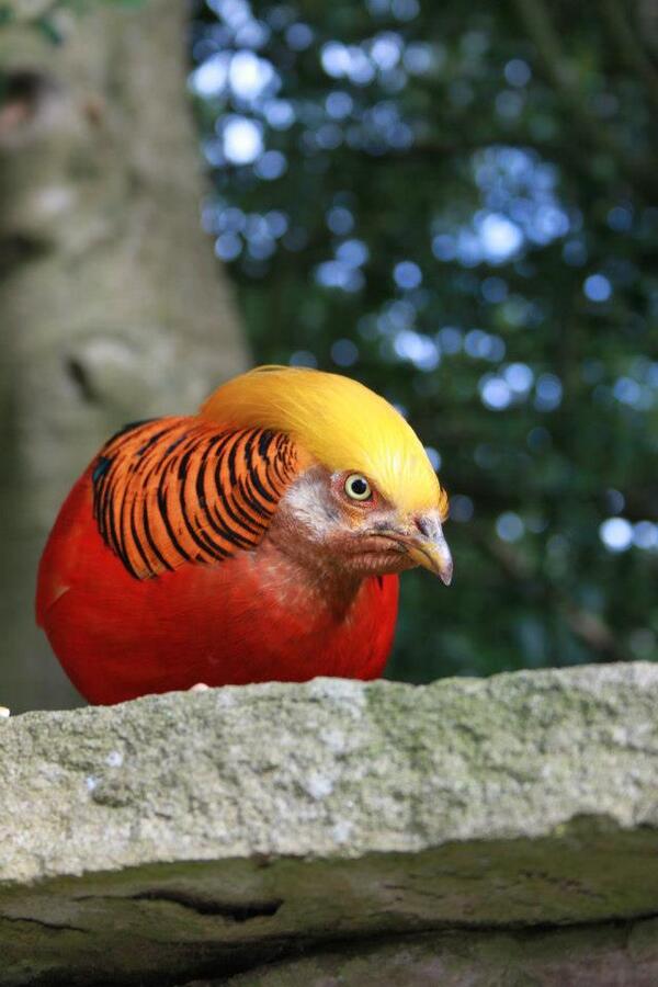 JBentleyPhotos's tweet photo. Golden pheasant... @NWF @Wildlife_Photo @CeiriogPheasant @thegpetton @TheGoldenPhez @GoldenPhez @GoldenPheasant1 http://t.co/DT36v2gWMy