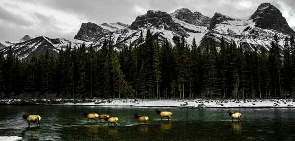 These elk don't mind the cold Bow River water! #Alberta #Canmore
