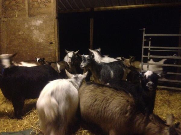 farms2ewe's tweet photo. Our Pygmy goat ladies all expecting from 4th April !! http://t.co/fNA8lvkKfv
