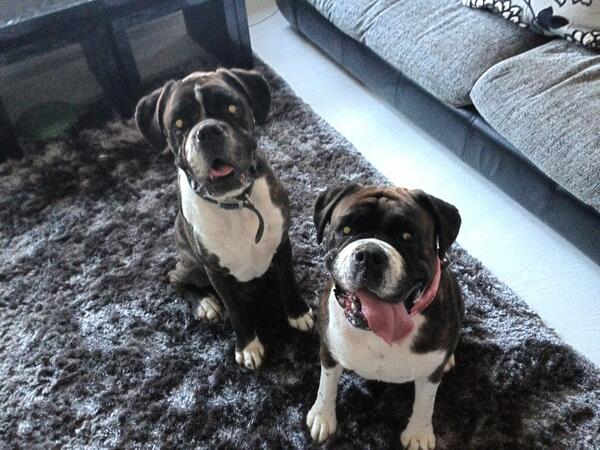julestoi's tweet photo. Ma wee foster dogs going to their forever home tomoro #sadtimes can't face saying goodbye to this gorjus pair http://t.co/hAoE6hy9XR