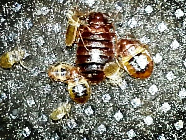 PestControlDr tweet picture