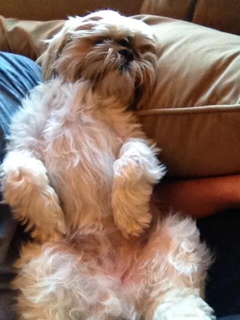 If only life was this easy.... #adogslife