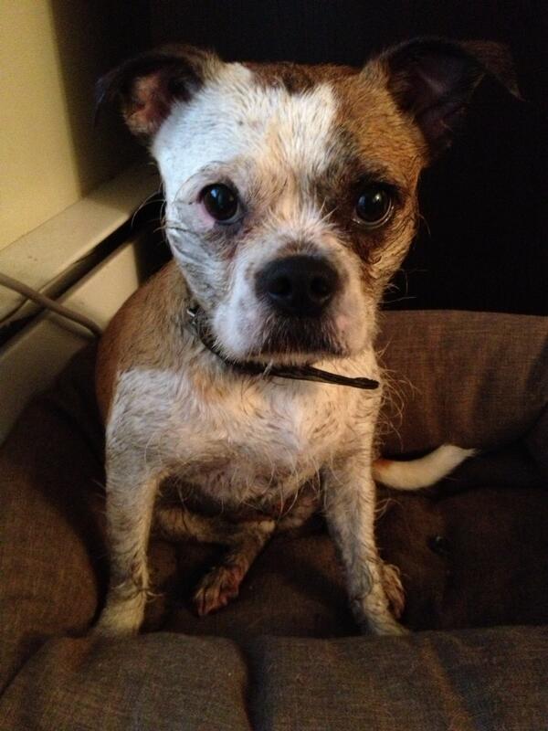 kelsatkinson's tweet photo. Just a regular day in #vancouver  Muddy and wet http://t.co/UVQavAdorX