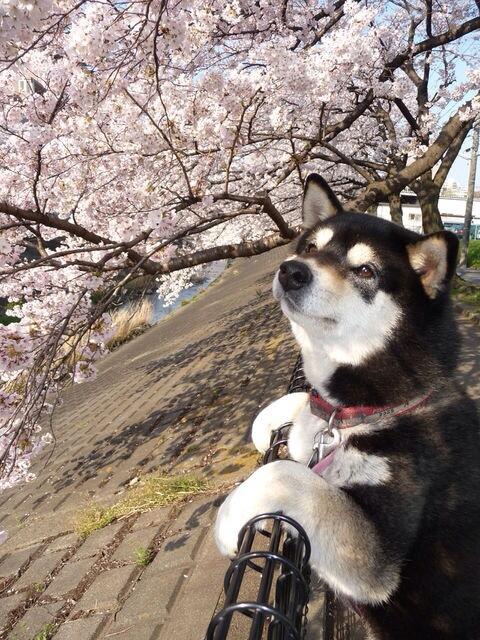 犬の切手と可愛い動物画像 Bot V Twitter やっぱり春は桜だね Http T Co J9u3ylmwz4