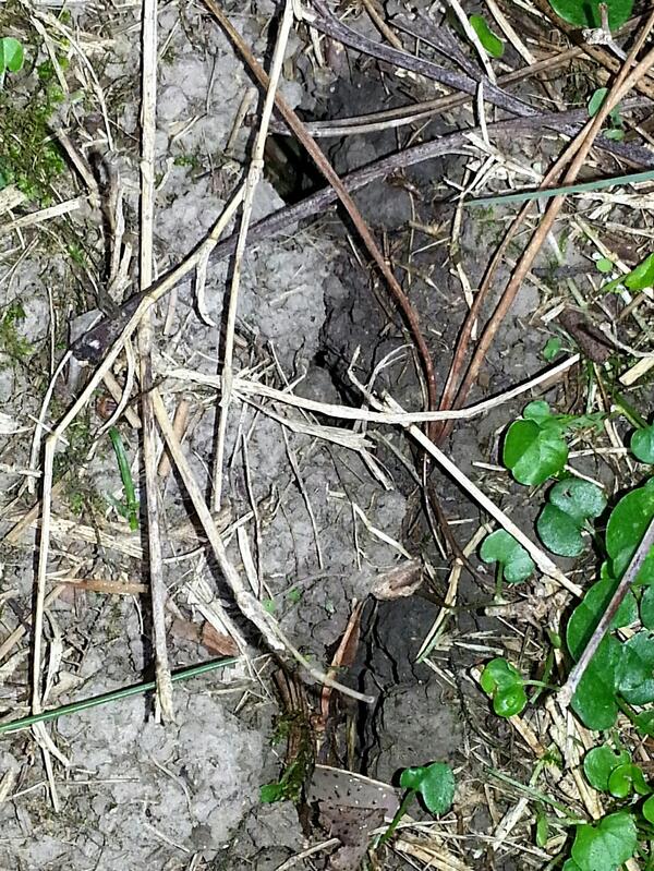 PestControlDr tweet picture