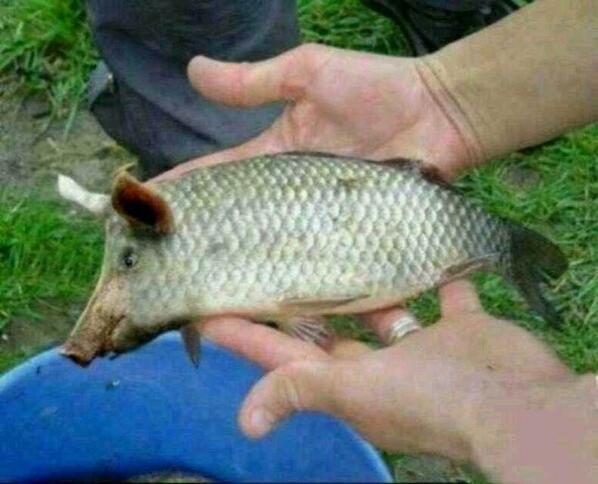 Goodness it looks like a pig!! "@BJGoldsmith: Check out this new species of fish found in HuangPu River in Shanghai. "