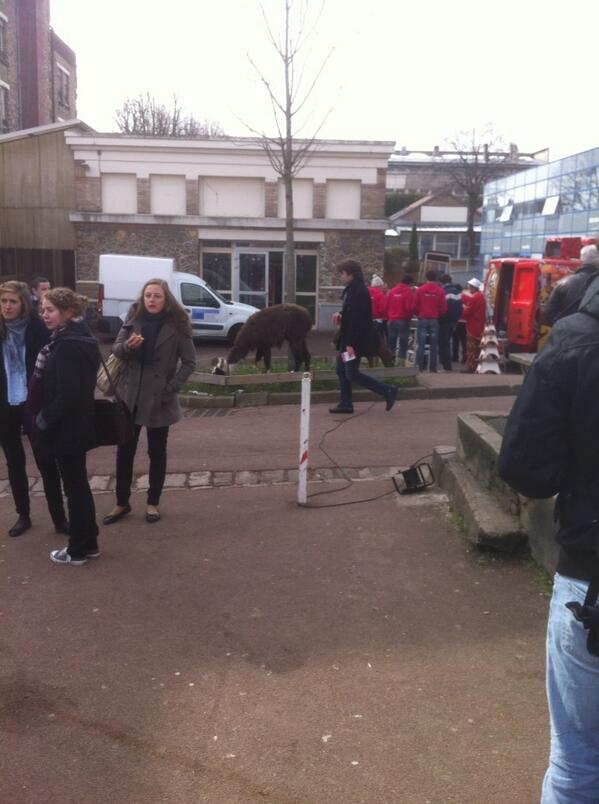 riki46's tweet photo. En plan sales de clase y hay una llama y una cabra atadas a un árbol. Y au http://t.co/SVsuyziG4s