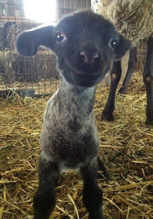NaturPictures's tweet photo. ¿Quién es un corderito feliz? http://t.co/jx66gWMECp