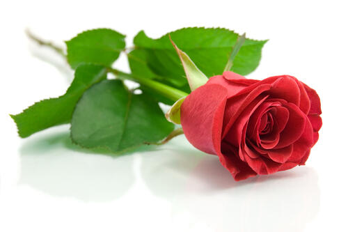 PhotoSugarGifts's tweet photo. @vergassolad sent a rose to @yt333yt and said: "te amo are my love,." http://t.co/fFxxPn17dl