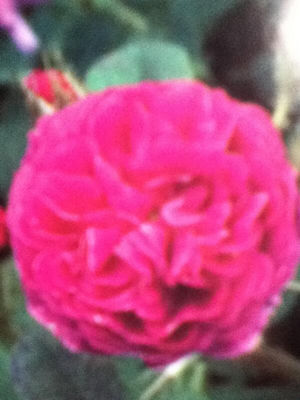 Cece002's tweet photo. Who likes my flower?!!!! http://t.co/91RtZV9B3U