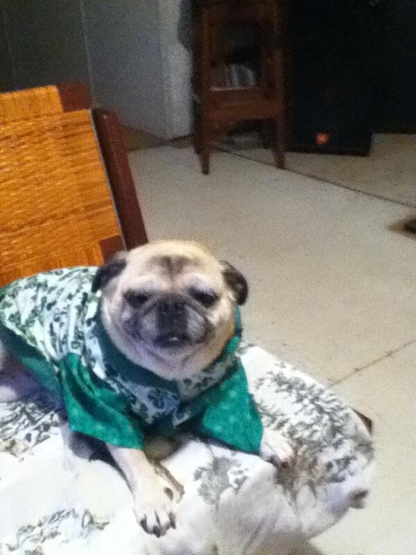 Cece002's tweet photo. My pug on st Patrick's day isn't she the cutest!!!!!! AWWW..... http://t.co/GCa63egVBu