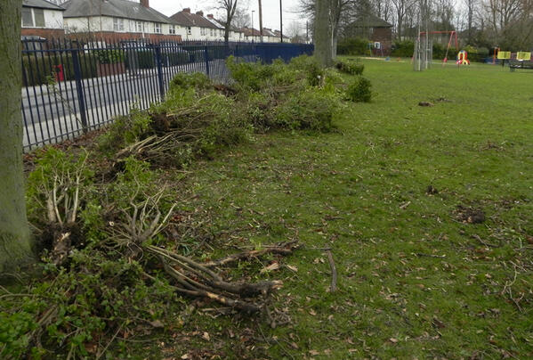 HullRoadPark's tweet photo. @WoodlandTrust 3.27pm 22/03/2013 #HullRoadPark 200+metres of hedgerow ripped out by #CityofYorkCouncil. Pls RT an FF http://t.co/a3HyB7dkjC