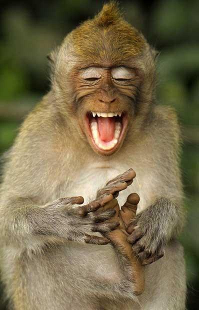 monkey laughing