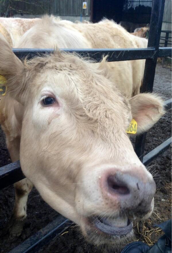 JessAdie's tweet image. Greeting from a cow this morning! #normalmorning