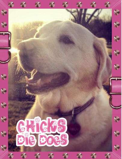 fido_FOTO's tweet photo. Woof! http://t.co/IH3ljccPqt