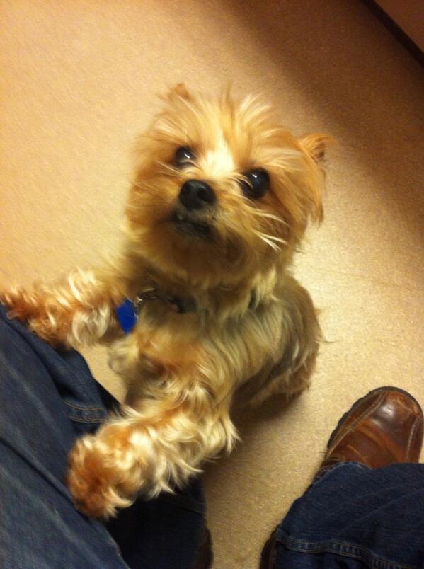 sgeode's tweet image. Somebody isnt excited about being at the Vet.