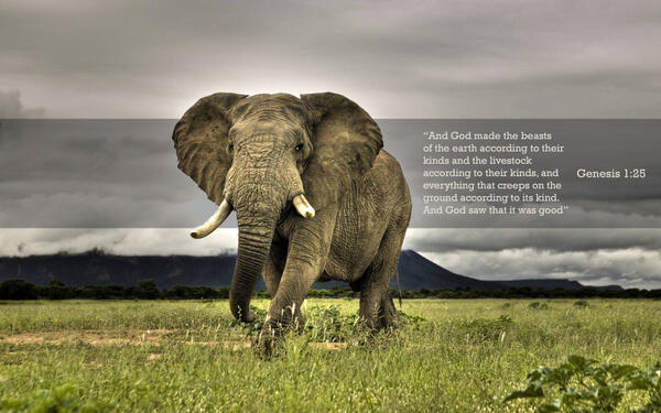 ArkPages.com tweet media