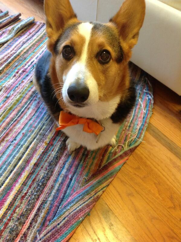 AndiSutt's tweet image. Staying classy with his Easter bow tie on #corgis #kahuna #classydogs