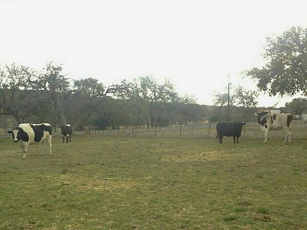 MonkeysAndBirds's tweet photo. The 4 cattle have all been checked over and are doing well. From L to R: Max, George, Daisy and Lorenzo. http://t.co/XuLpWjusSg