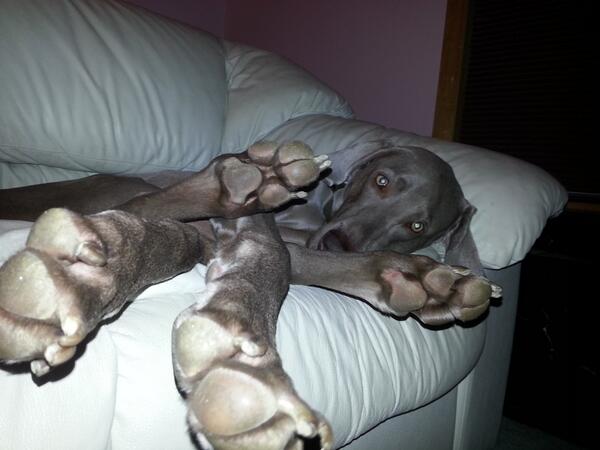 DogsCA's tweet image. Maliibu the #weimaraner #puppy #dog is all legs. Who wants a dog bed?... the couch is so much more #relaxing