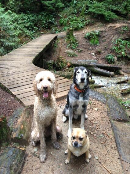 MargDogZen's tweet photo. #dog walk #dogzen http://t.co/TmnAVrihHQ