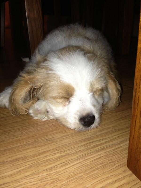 Amy240385's tweet photo. Think someone's a little worn out from all the playing though 💤 #newaddition #sleepy #puppy 🐶 http://t.co/IVKAYlzEbk