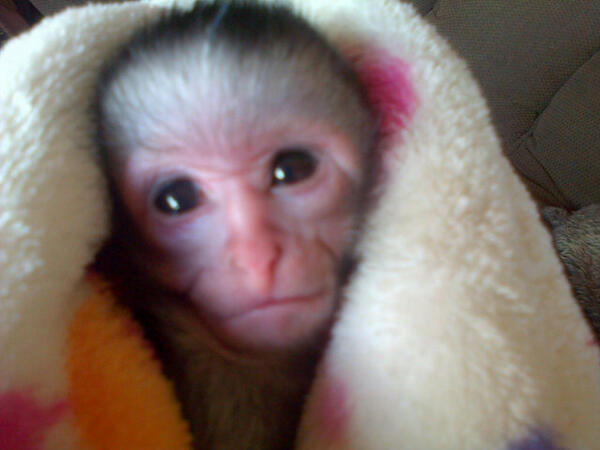 UMSIZI VERVET RESCUE tweet media