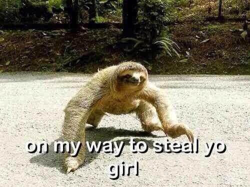 JaiBrooks1's tweet photo. Sloths are boss http://t.co/l4E7JGxZFq