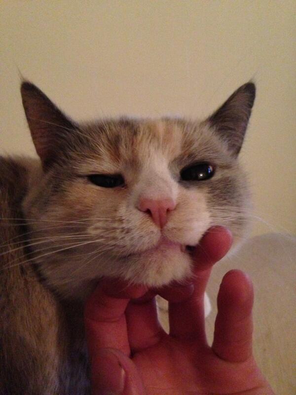 hazelmonster tweet picture