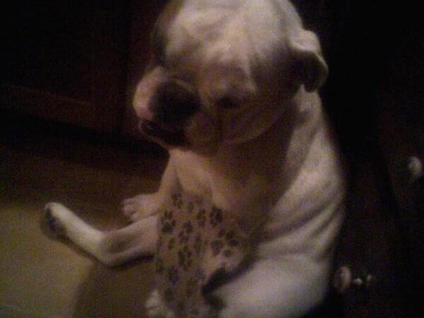 ziggyfrost's tweet photo. I ate my mat. http://t.co/1qEYYPUDLx