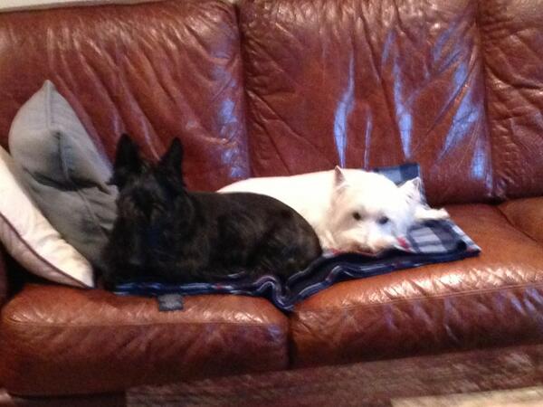 TerrierTwo's tweet image. Sharing the couch 2