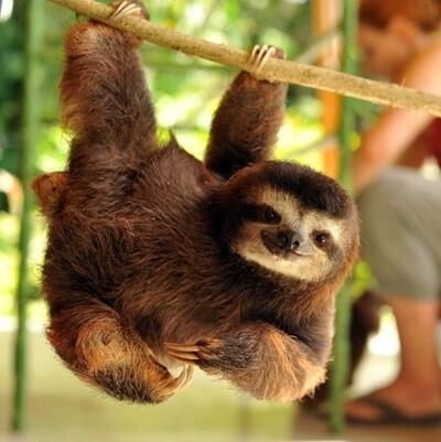 SlothMcCurdy tweet picture