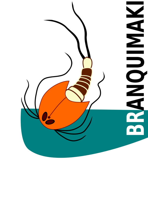 El culebrón de los Triops ibéricos... aeaelbosqueanimado.blogspot.com.es ¿Cuántas especies viven en España? ... no lo sabemos