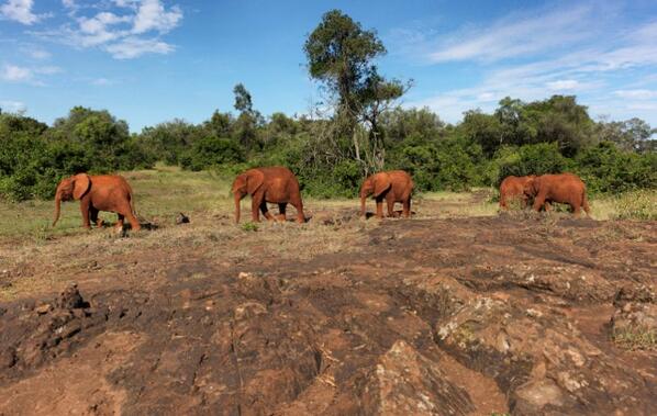 SheldrickTrust's tweet photo. Being able to give these orphaned elephants a second chance is reliant on your support - thank you for helping them. http://t.co/bqgCojEawG