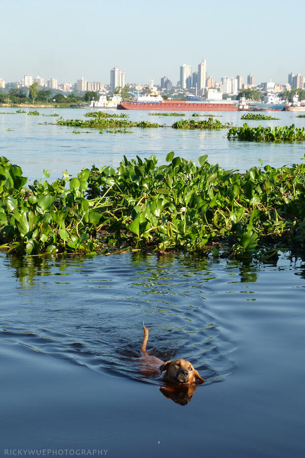 Ricardo Achucarro tweet media