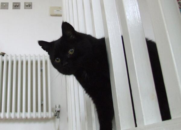 MYSADCAT's tweet photo. Because he thinks it's discriminatory that happy dogs get to hang their heads out of car windows but sad cats don't. http://t.co/DYBZJr1oi1