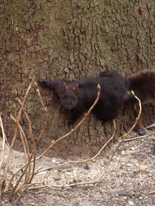 fukcing_awesome's tweet photo. You know you're in Stuy Town when even the squirrels are black. @cadresilver http://t.co/RHo3e6fRNO