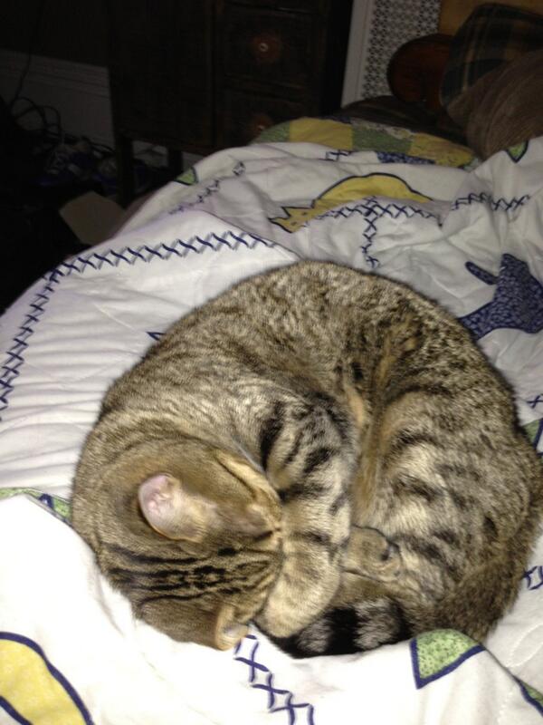 ZBlevins50's tweet photo. Soft kitty, warm kitty, little ball of fur , happy kitty , sleepy kitty , purr purr purr #nohomo http://t.co/joIOg5rWJw