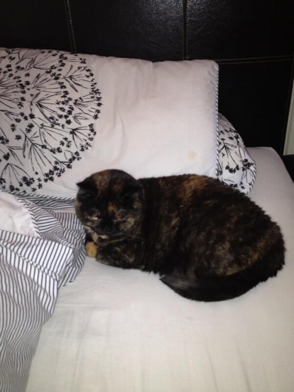 carolinej42's tweet photo. Clearly it's time to get up - according to pepper! http://t.co/gmG8xJ0t3o