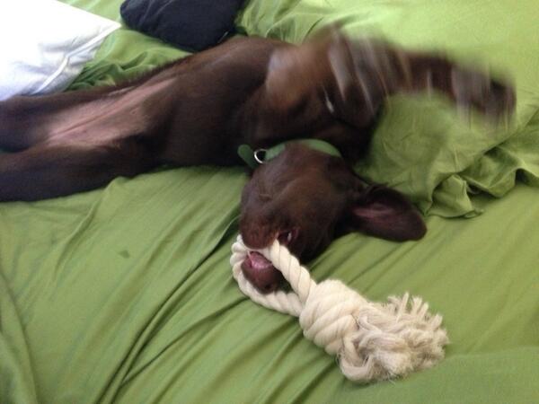 FrknSweetKnots's tweet image. Get a freakin' sweet knot for your pup! etsy.com/shop/FreakinSw… #dogtoys #puppy #freakinsweet