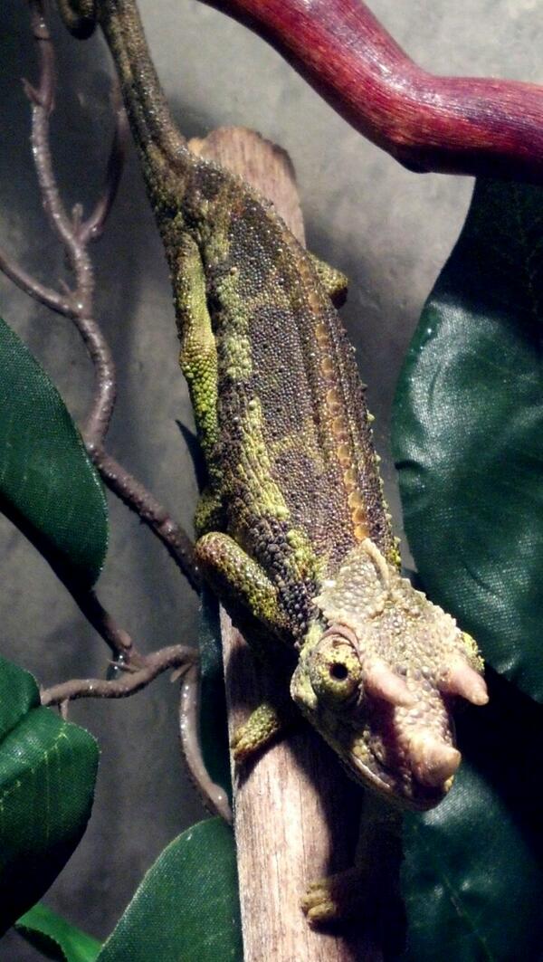 Our newest farm project!
"<a href="/nSearchOfMySELF/">nSearchOfMySELF</a>: Well hello there :D <3 #JacksonsChameleon "