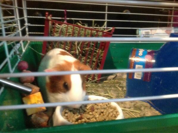 CharlieDear2's tweet image. The two guinea pigs are here! This picture is of Chewy since Louie is kinda shy. By the way they are both girls. :3