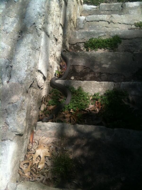 jesseeyer's tweet image. Judge was barking in the back yard so I went to check it out. Good dog. #SnakeAttack