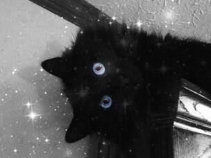 Snooki💙 #cutest #cat #ever #snooki #blue #eyes