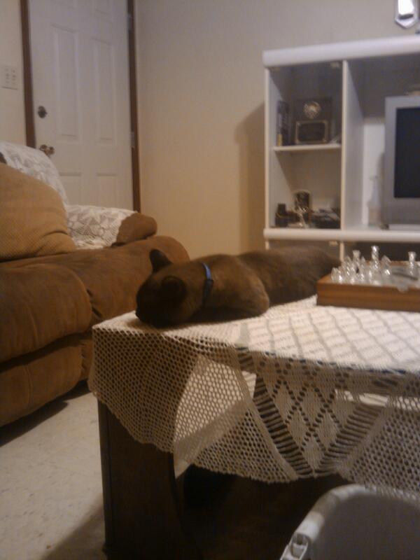 maiiia_10's tweet image. I wish I was that cool. #cat #livingroomtable